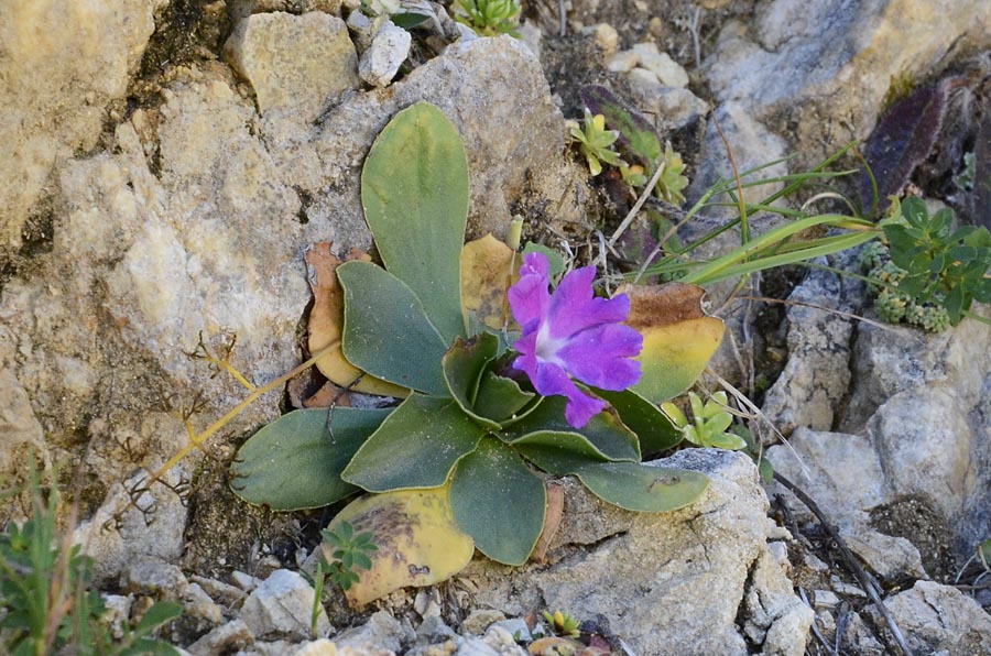 Primula polliniana (=Primula spectabilis) / Primula meravigliosa- fioritura ottobre